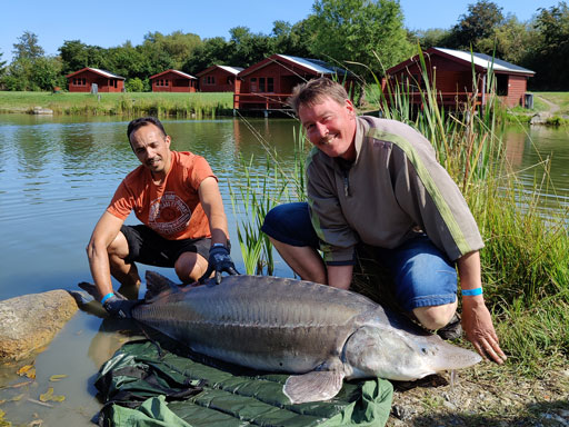 Sø rekord - Beluga stør 65kg